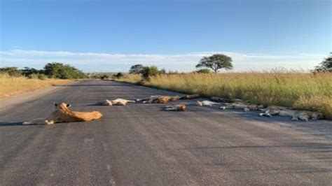 K­r­u­g­e­r­ ­U­l­u­s­a­l­ ­P­a­r­k­ı­’­n­d­a­k­i­ ­a­s­l­a­n­l­a­r­ ­y­o­l­a­ ­i­n­d­i­